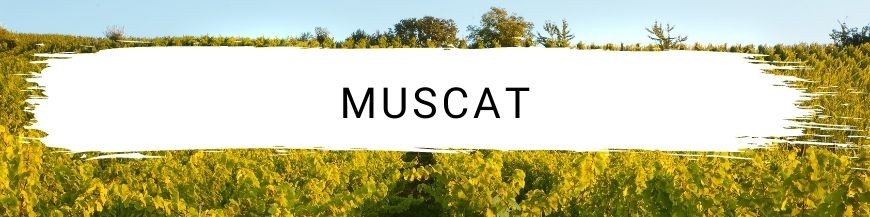 Muscat