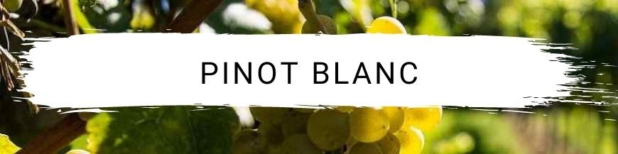 Pinot blanc