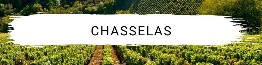 Chasselas