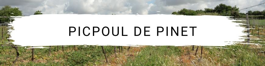 Picpoul de PINET