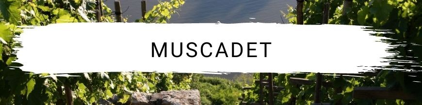 Muscadet