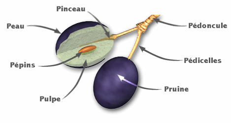 decoupe graine de raisin